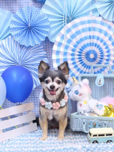 20231111チョコちゃん